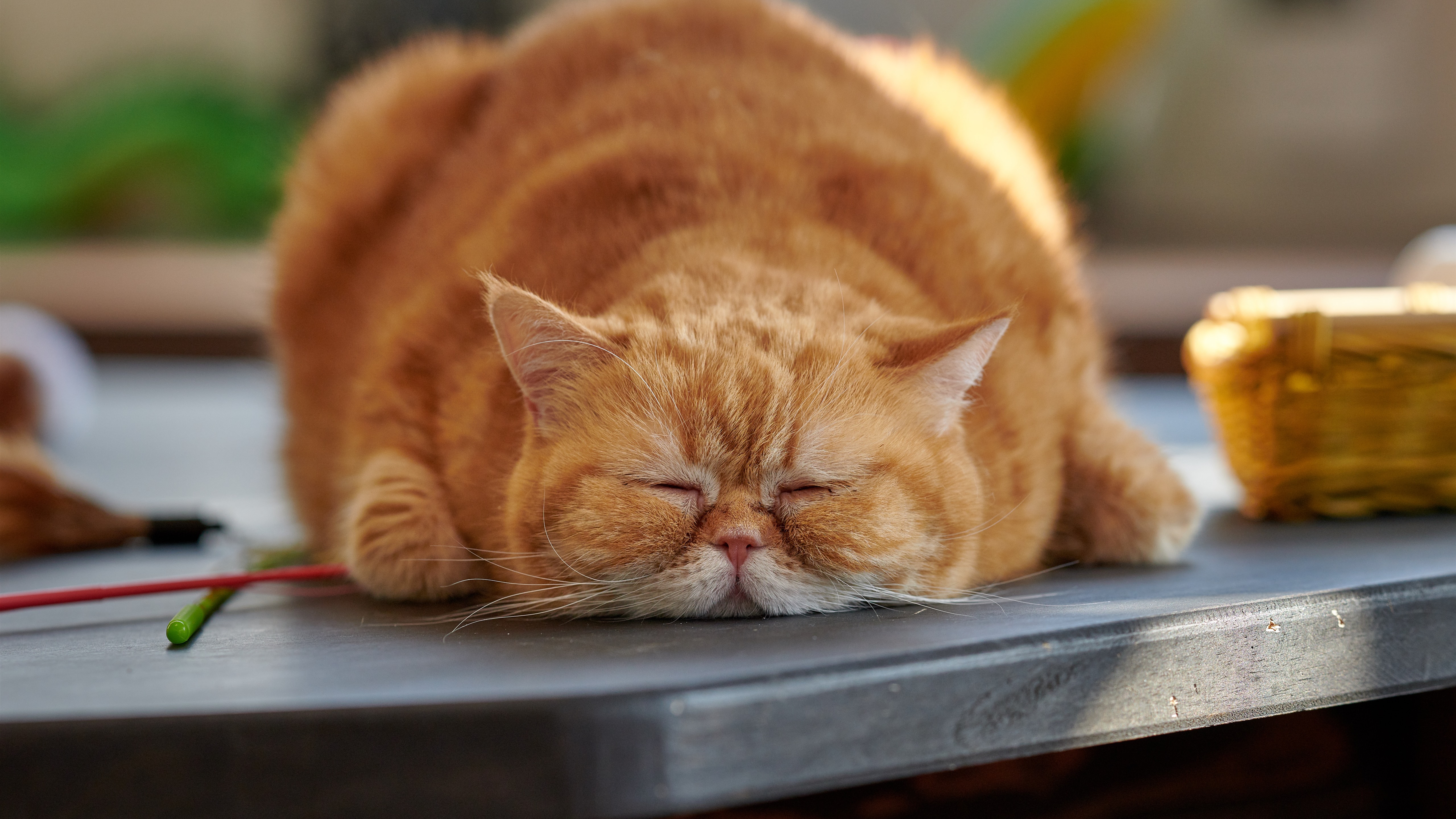  Wallpaper  Fat  cat  in sleeping 5120x2880 UHD 5K Picture Image